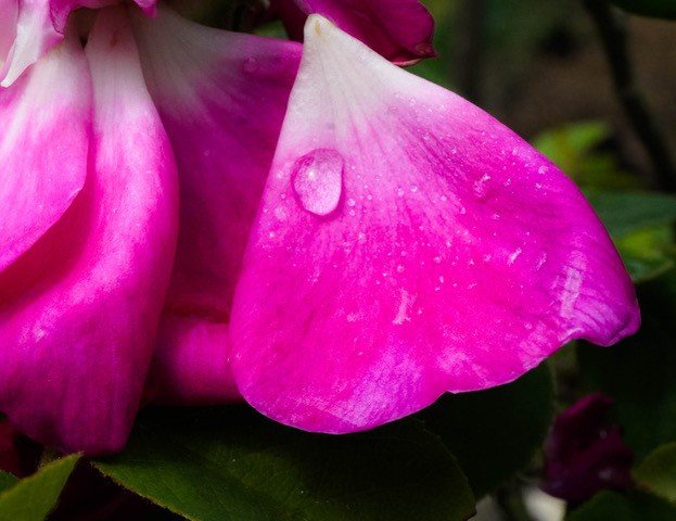 Plante petale
