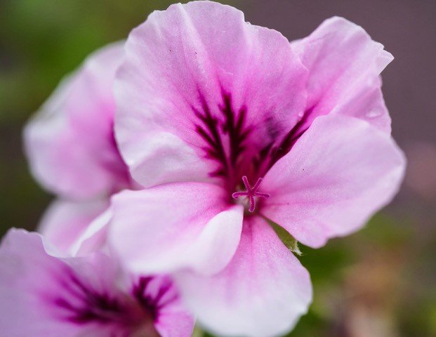 Plantes fleur rose